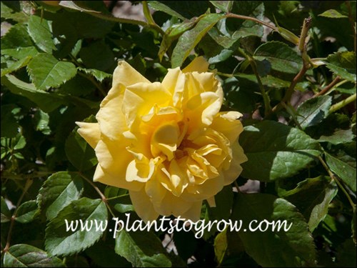 The flower in the 
